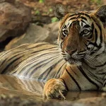Indulge in Grandeur: Experiencing Tiger Safaris on a Luxury Tour in India