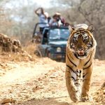 Safari Symphony: Best Tiger Encounters in Nature’s Orchestra