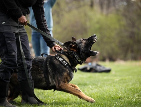 Canine Vigilance: A Deep Dive into the World of Security Dogs